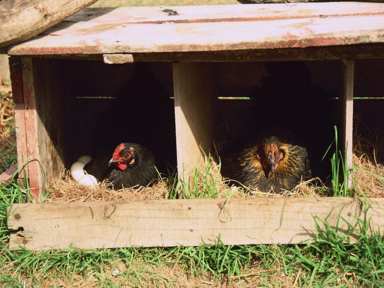chickens 768x576